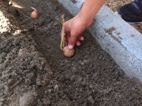 Plantação da batata